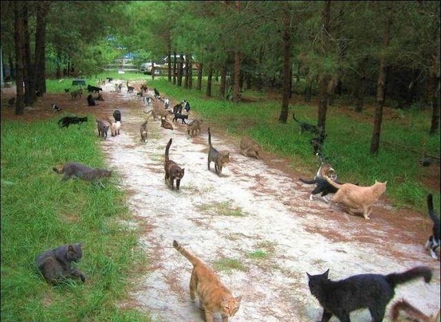 Cat corral