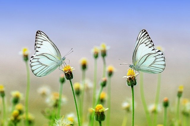 Two blue butterflies on flowers