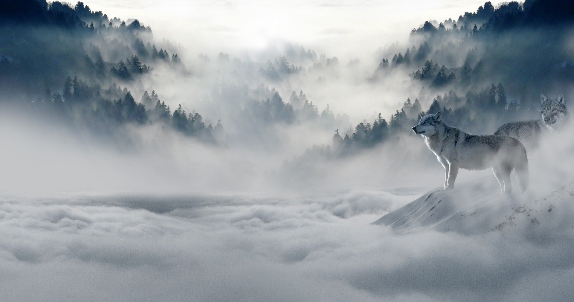 wolf Looking out over foggy mountains 