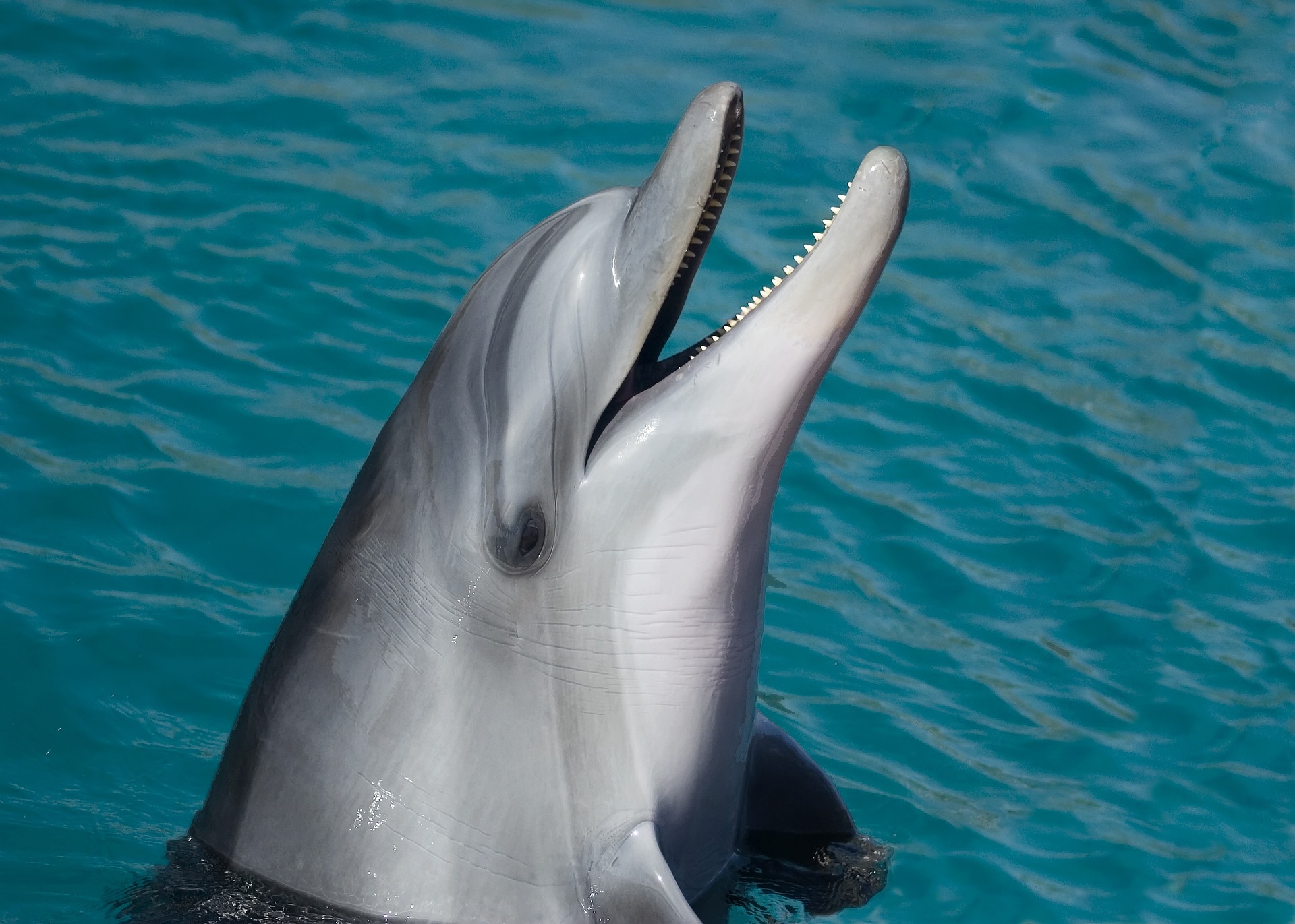 dolphin image spirit animal