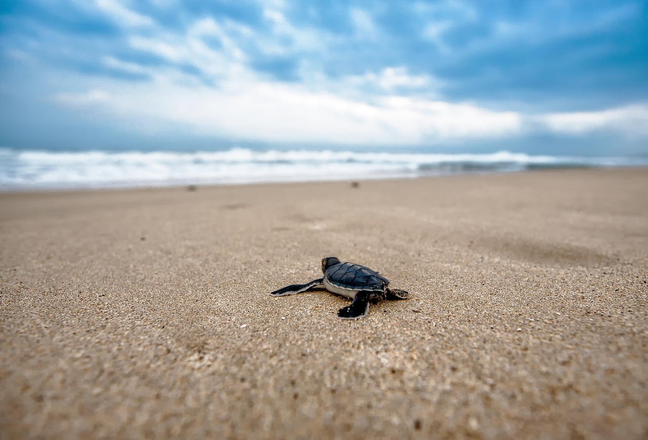 turtle on beach