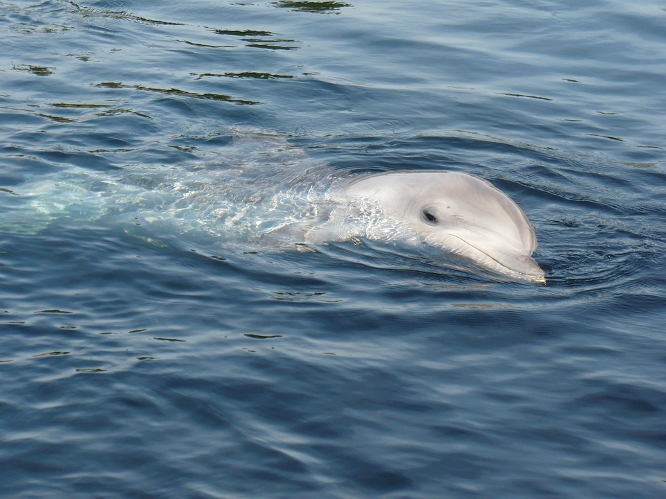 dolphin peeking out of water