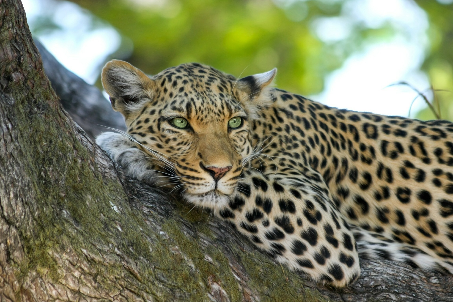 leopard laying on a tree branch