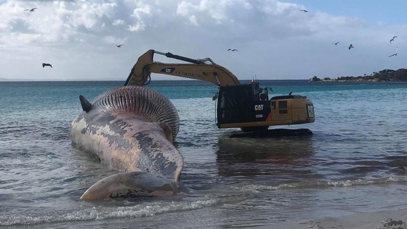 SCORT crew of Visionville CA properly and respectfully handle the carcass of a dead whale  on August2, 2022