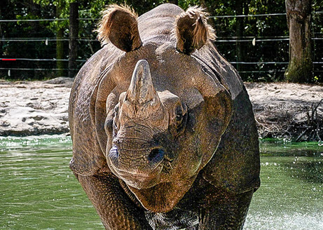 Zoo Rhino